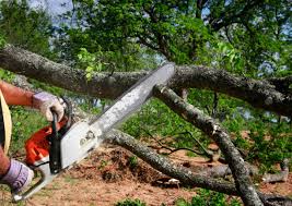 Professional Tree Removal in Buchanan, NY