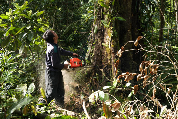 Best Emergency Tree Removal  in Buchanan, NY