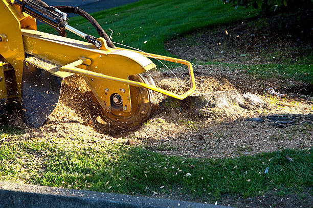 Best Hazardous Tree Removal  in Buchanan, NY